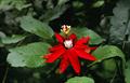 Red passion flower